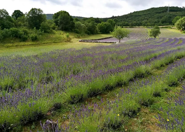 Casa de Férias Rozina - Happy